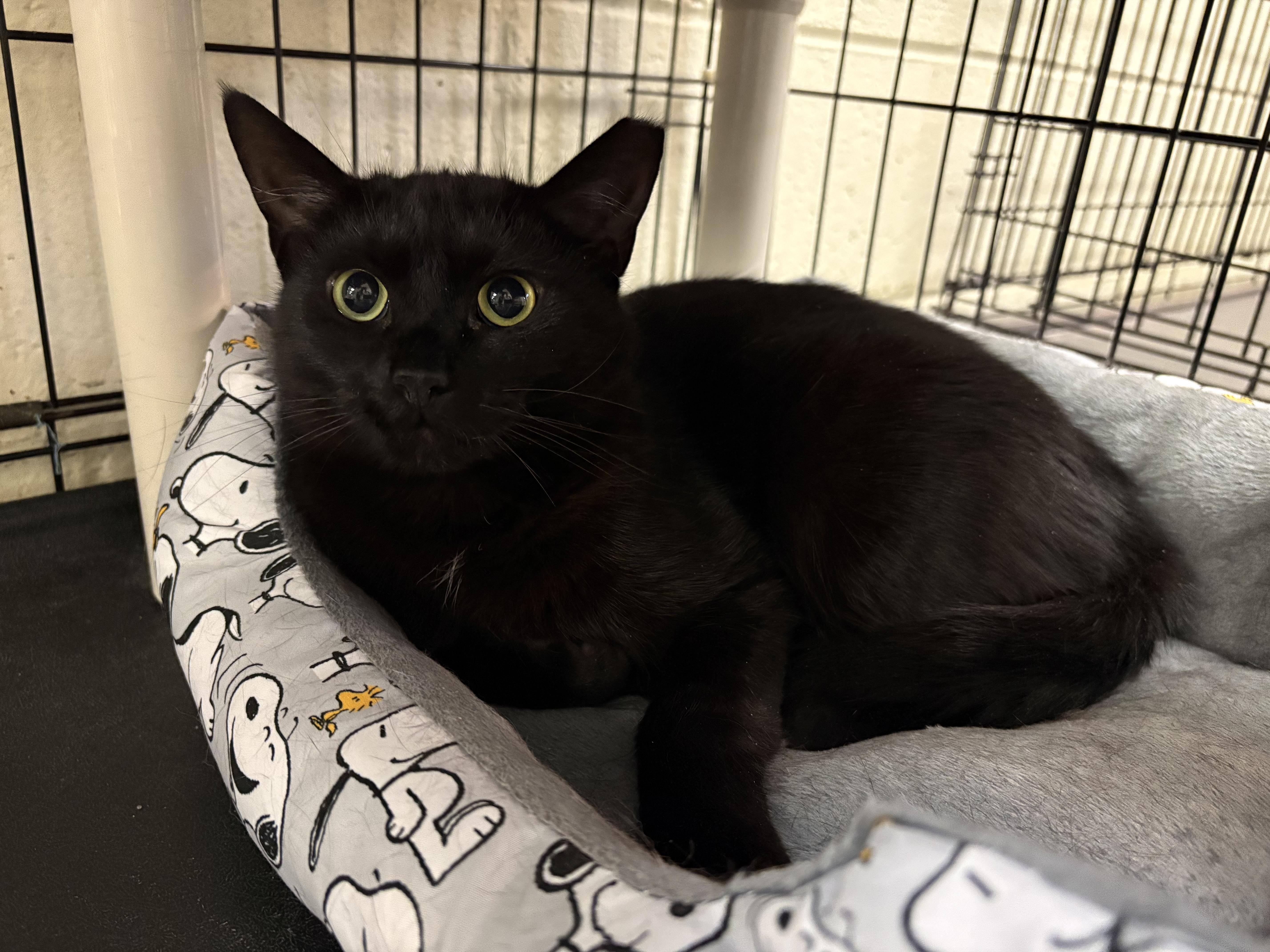 A young medium-sized female Black Domestic Short Hair cat named Pinky for adoption in Wantagh, NY