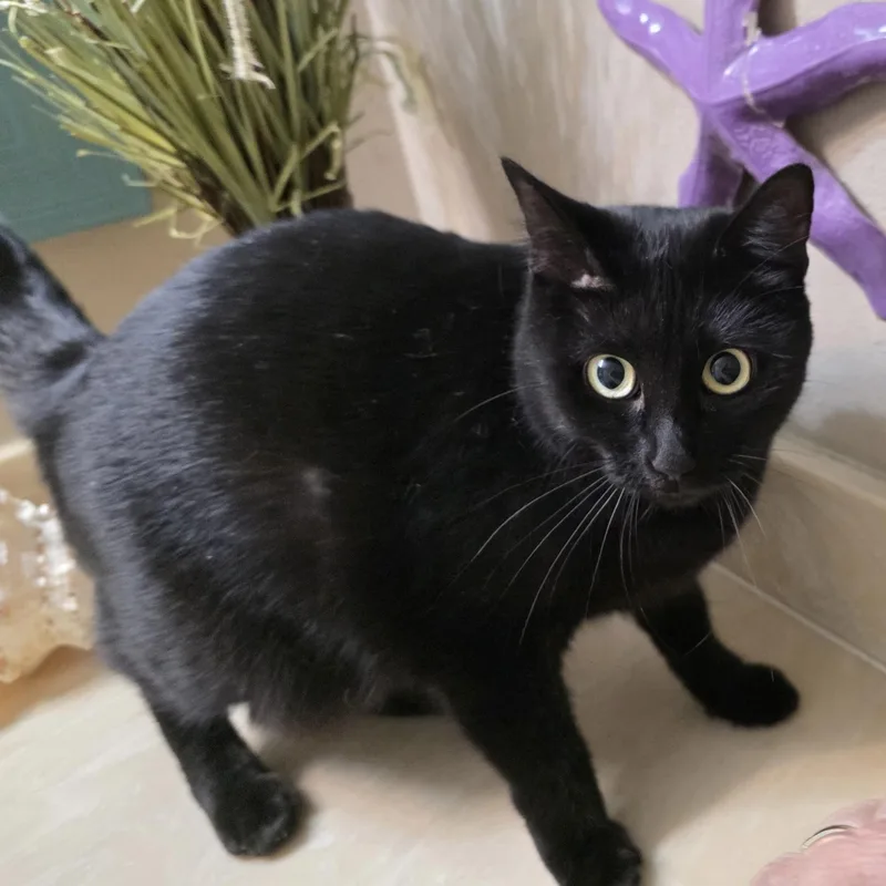 An adult medium-sized female Black Bombay cat named Raven for adoption in Bentonville, AR