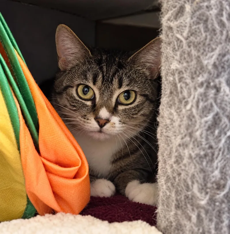 A young medium-sized female Tabby cat named Gemma for adoption in Bethel, CT