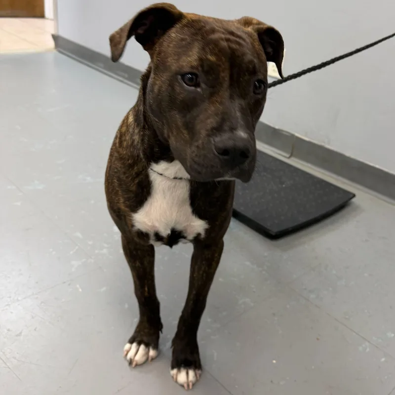A baby medium-sized female American Staffordshire Terrier dog named Buttercup for adoption in Portland, ME