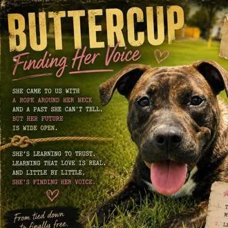 Buttercup thumbnail 4