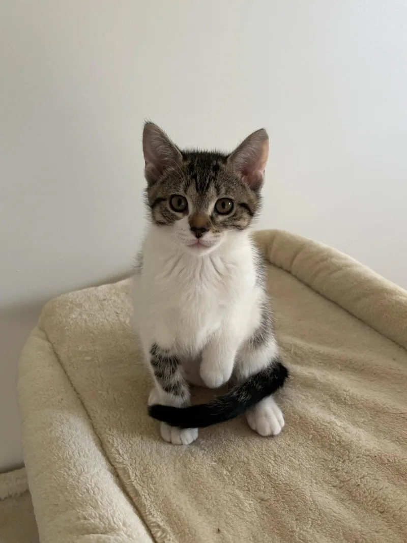 A baby medium-sized female Brown / Chocolate Domestic Short Hair cat named Rose for adoption in Utica, MI