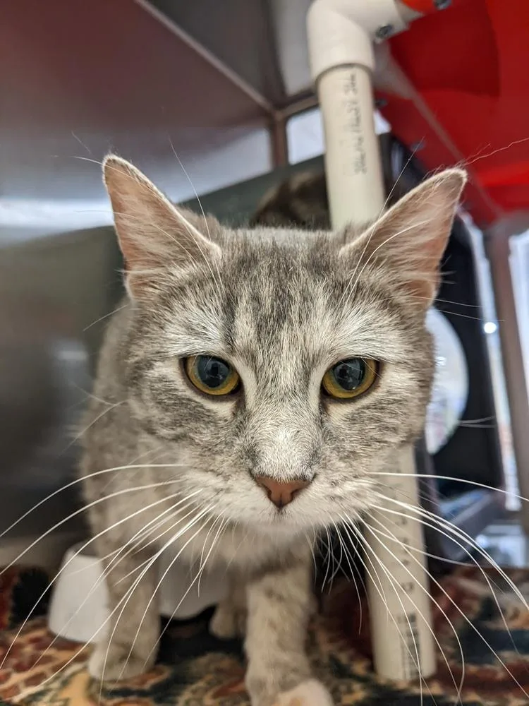 An adult medium-sized female Gray / Blue / Silver Domestic Short Hair cat named Frosty for adoption in Anoka, MN