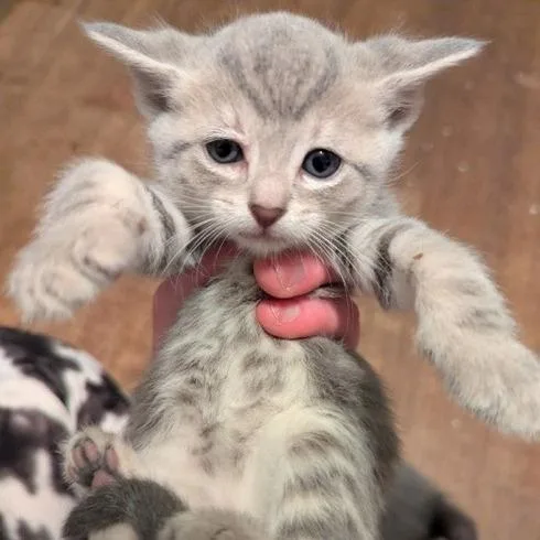 A baby small-sized female Gray / Blue / Silver Domestic Short Hair cat named Bronte for adoption in Newark, DE