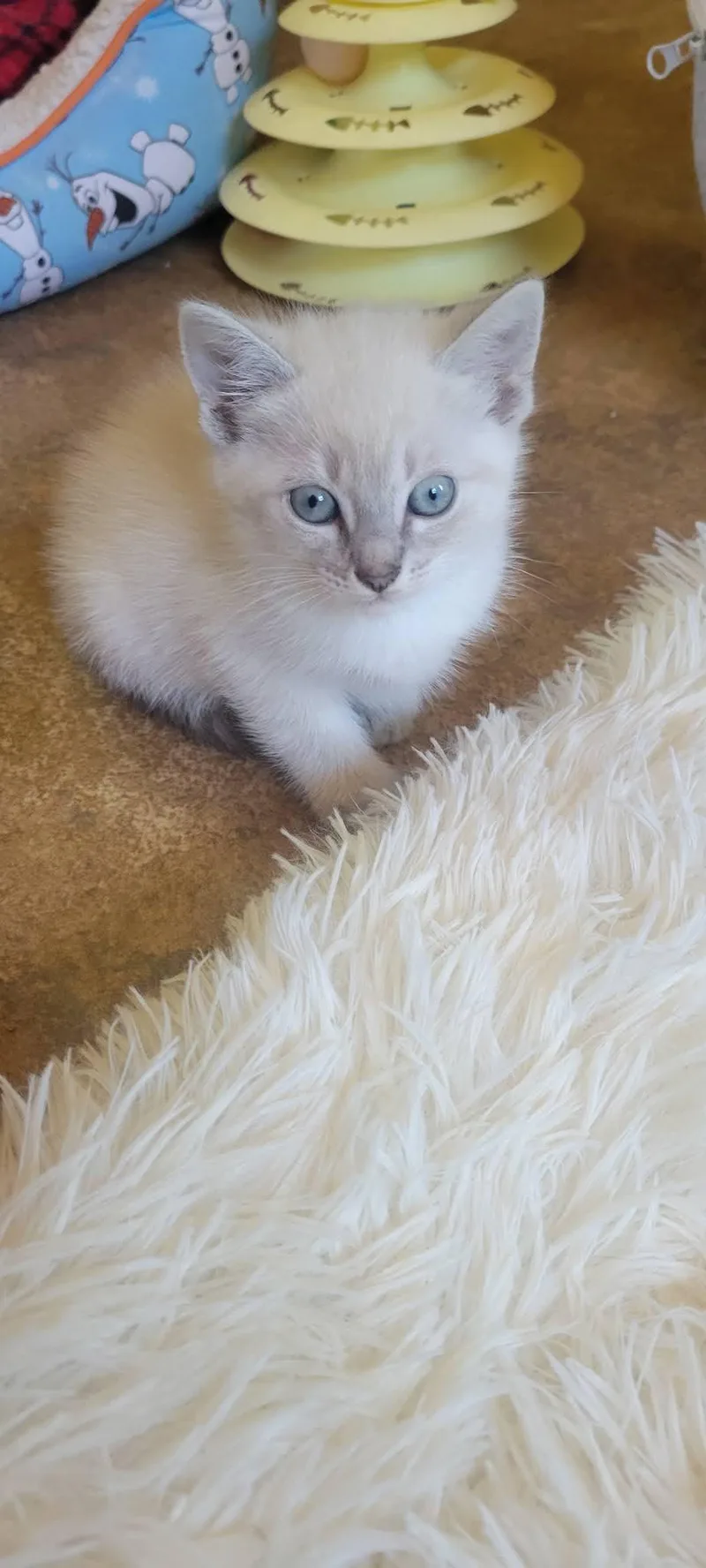 A baby medium-sized female Siamese cat named Yaya for adoption in Roanoke, AL