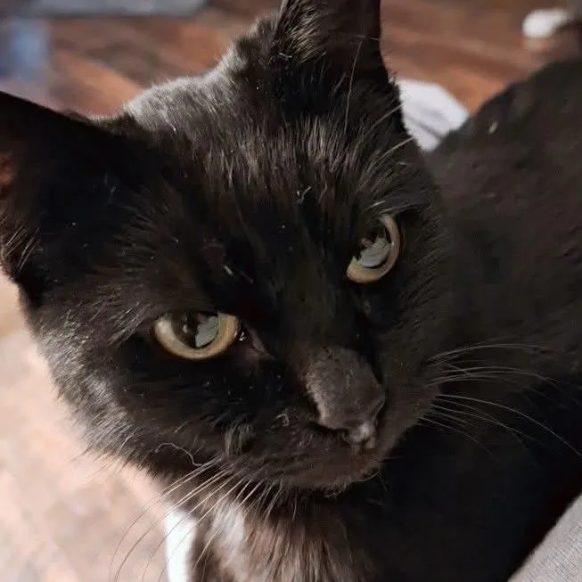 An adult medium-sized female Black Domestic Short Hair cat named Samantha for adoption in PIQUA, OH