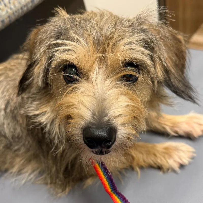 An adult small-sized female Brown / Chocolate Terrier dog named Darla for adoption in Wimberley, TX