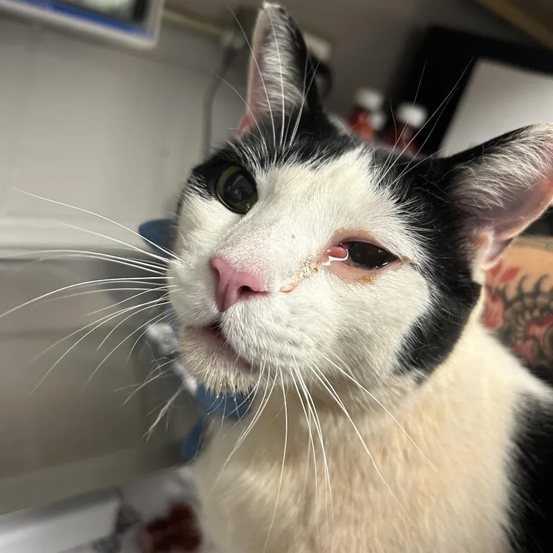 An adult extra large-sized male White Domestic Short Hair cat named Pinkie for adoption in Greenville, SC