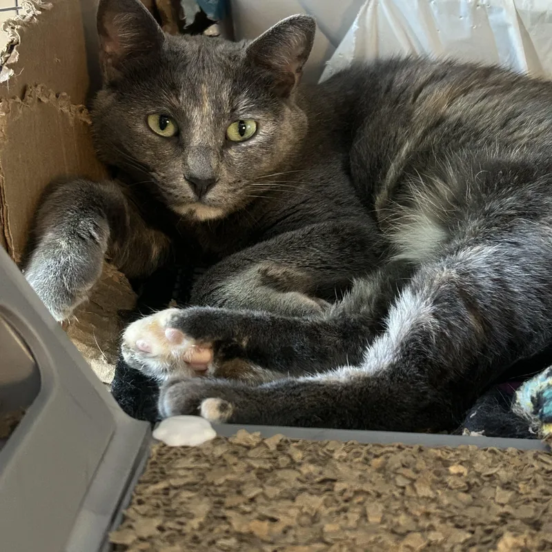 An adult medium-sized female Dilute Tortoiseshell Domestic Short Hair cat named Buttercup for adoption in Royal Oak, MI