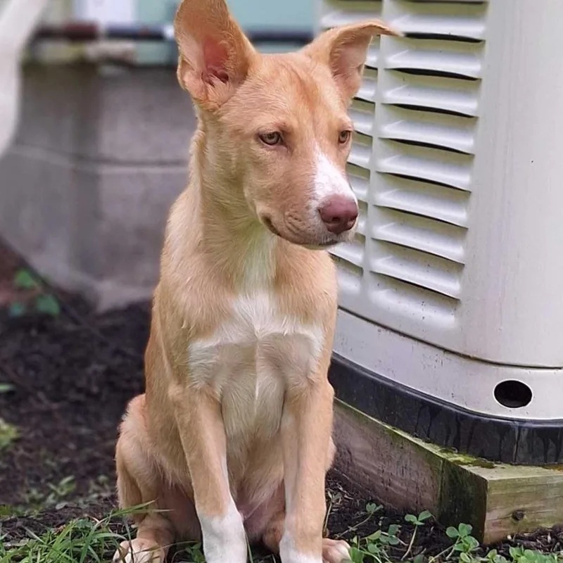 Sammy