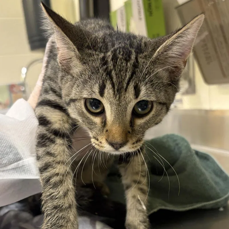 A baby small-sized male Brown / Chocolate Domestic Short Hair cat named Fuzzie for adoption in Asheville, NC
