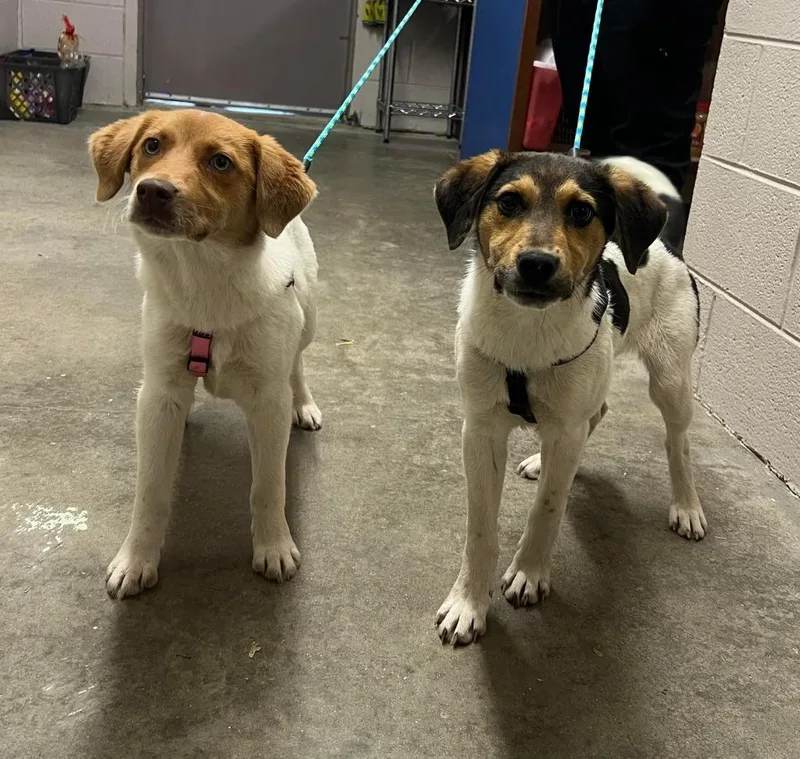 A baby medium-sized male Beagle dog named Lincoln for adoption in Murray, KY