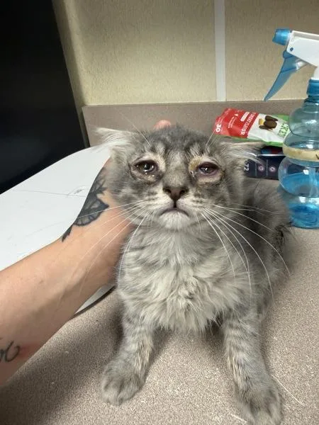 A baby small-sized male Domestic Short Hair cat named Kobe for adoption in Salisbury, MD