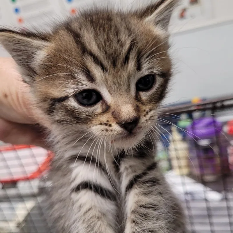 A baby small-sized male Brown / Chocolate Domestic Short Hair cat named Oscar The Grouch for adoption in Los Angeles, CA