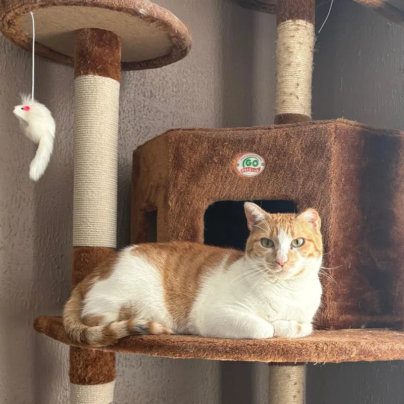 An adult small-sized female Orange / Red Domestic Short Hair cat named Pumpkin Pie C for adoption in Princeton, MN