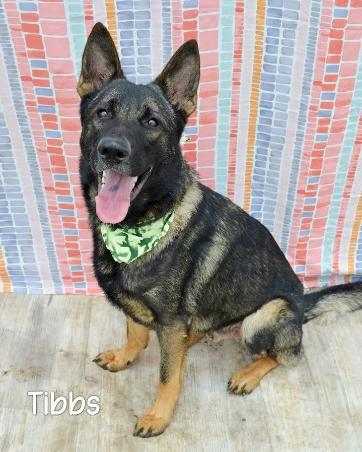 Tibbs