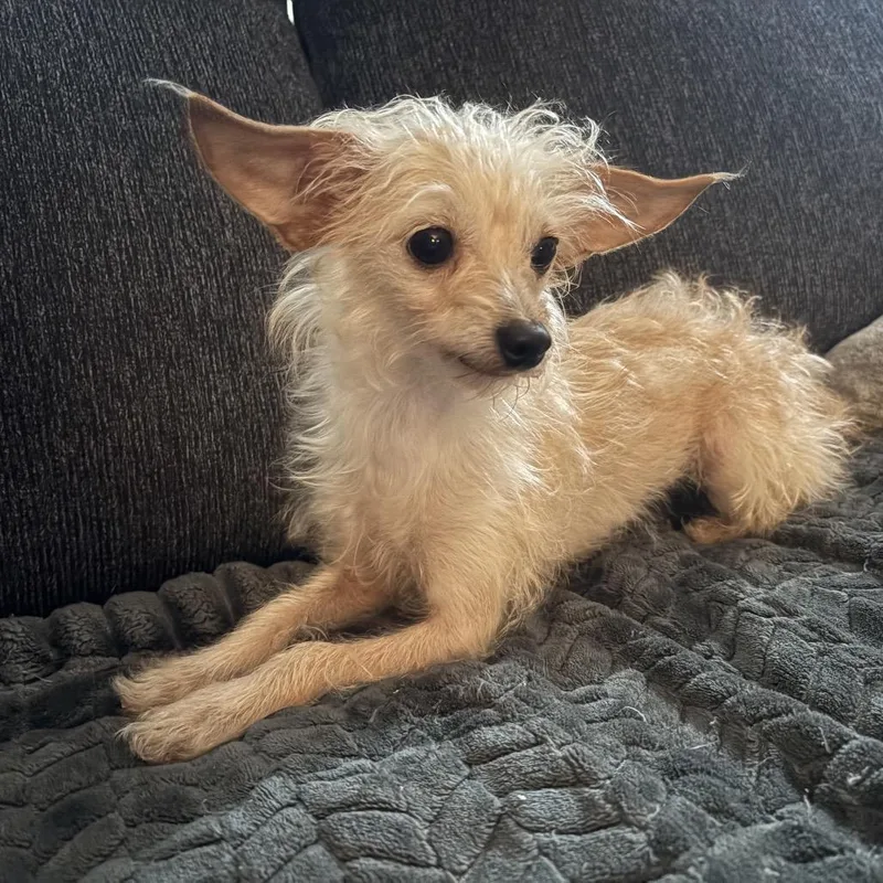 An adult small-sized female Yellow / Tan / Blond / Fawn Chihuahua dog named Miss Frizzle for adoption in Rockville, MD