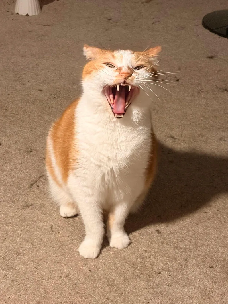 A senior large-sized male Domestic Medium Hair cat named Frankie for adoption in North Kingstown, RI