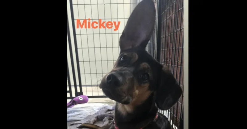 Mickey