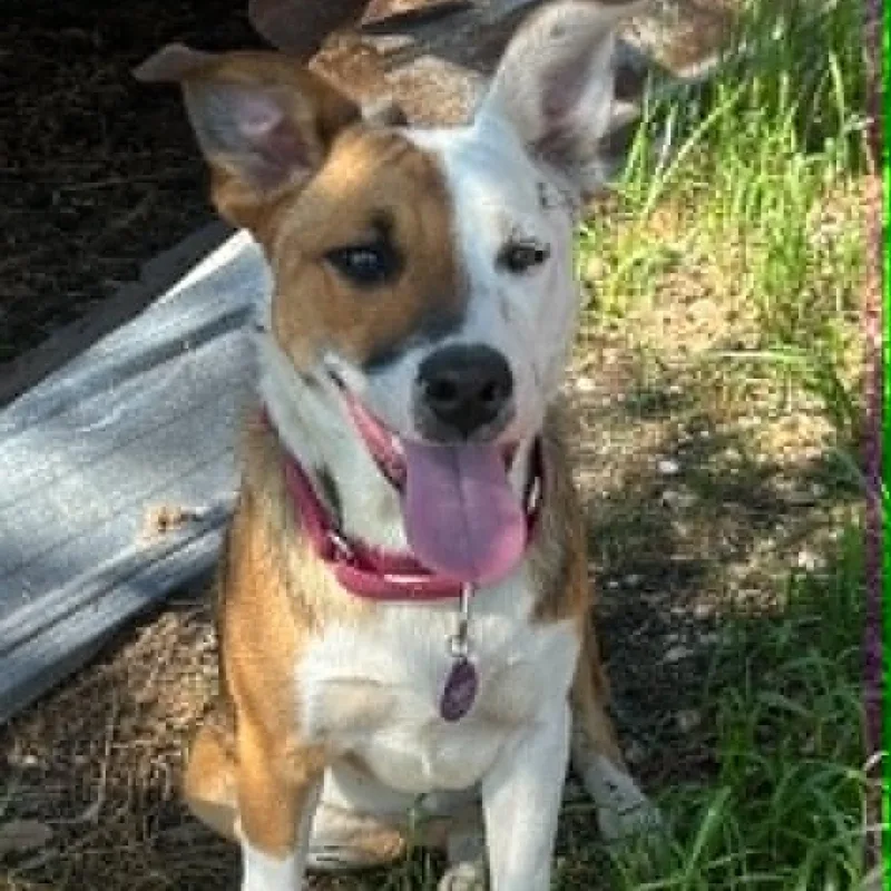 A young medium-sized female Mixed Breed dog named Angel for adoption in Blacksburg, VA