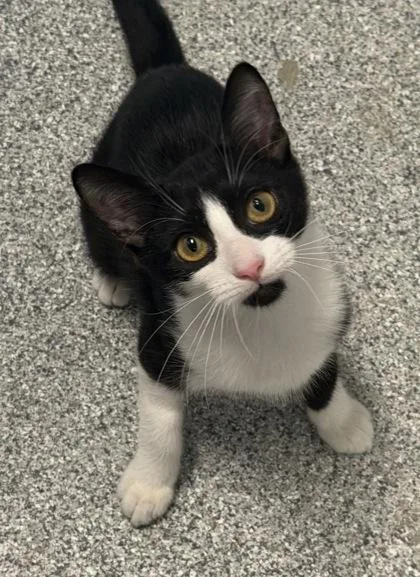 A baby medium-sized female Black Domestic Short Hair cat named Inky for adoption in Tinley Park, IL