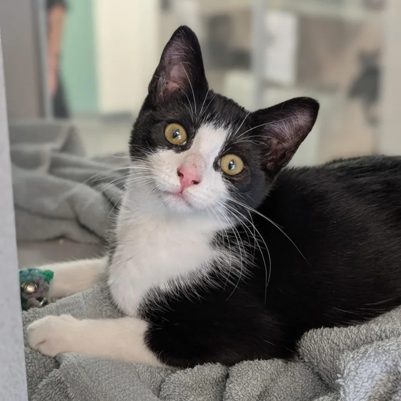 A baby medium-sized female Domestic Short Hair cat named Northern Boobook for adoption in Shoreline, WA