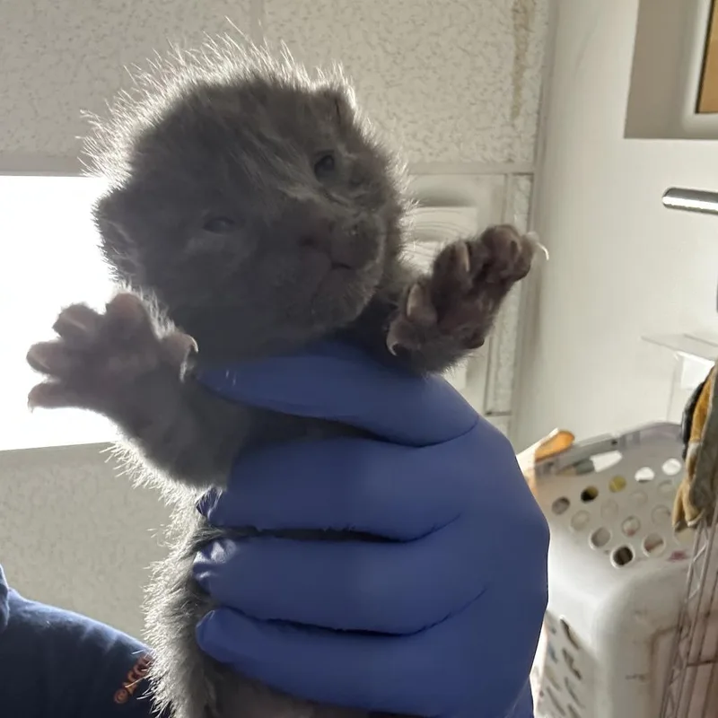 A baby small-sized female Gray / Blue / Silver Domestic Short Hair cat named Cautro for adoption in Philadelphia, PA