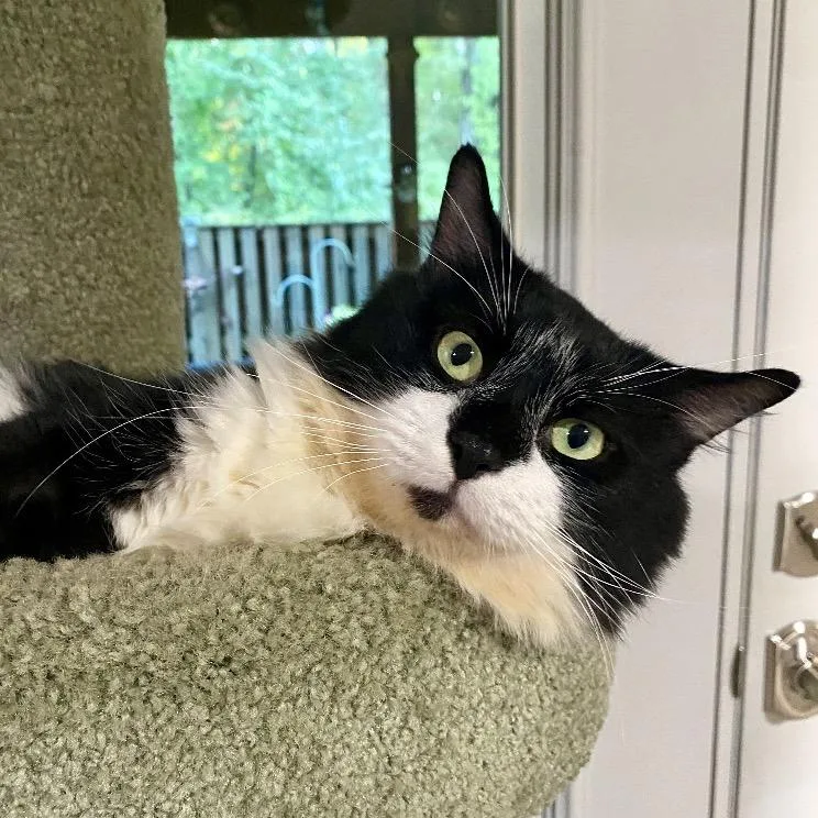 An adult small-sized male Domestic Medium Hair cat named Marbles McKenzie for adoption in Merrifield, VA