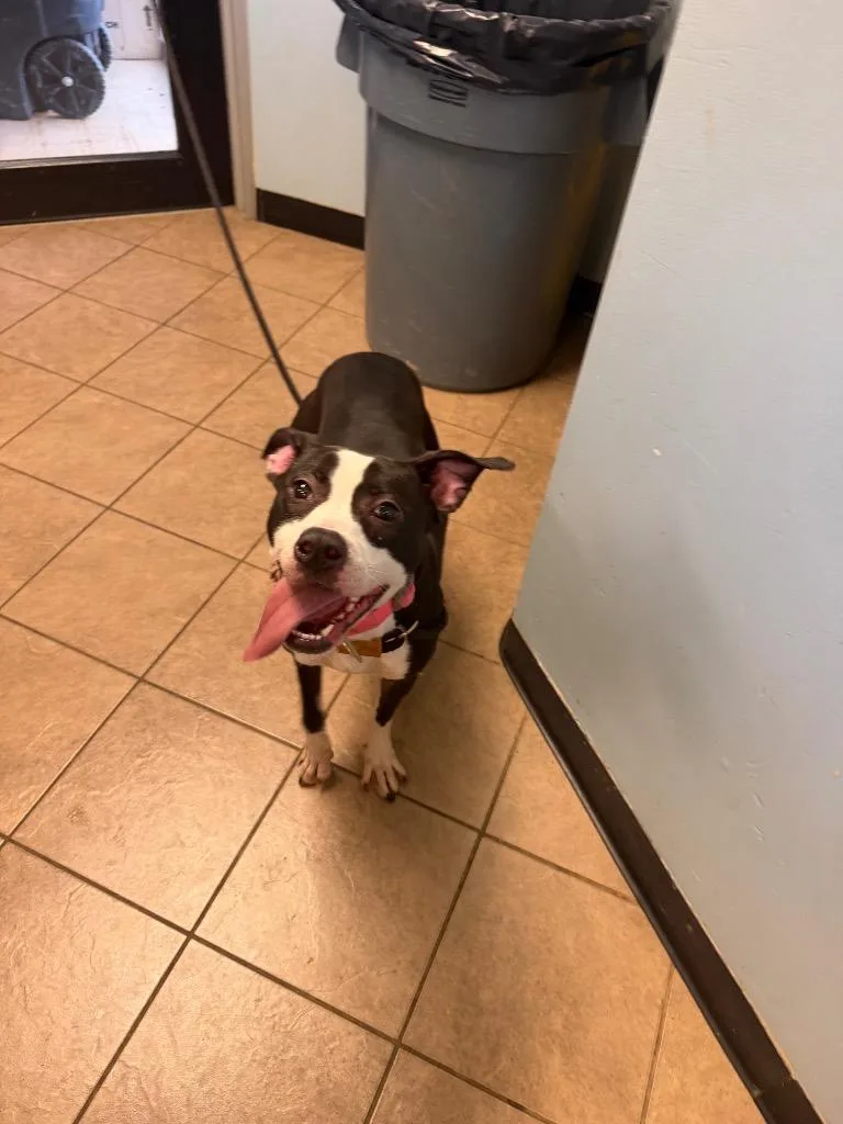 A young medium-sized female Pit Bull Terrier dog named Shania for adoption in Marion, OH