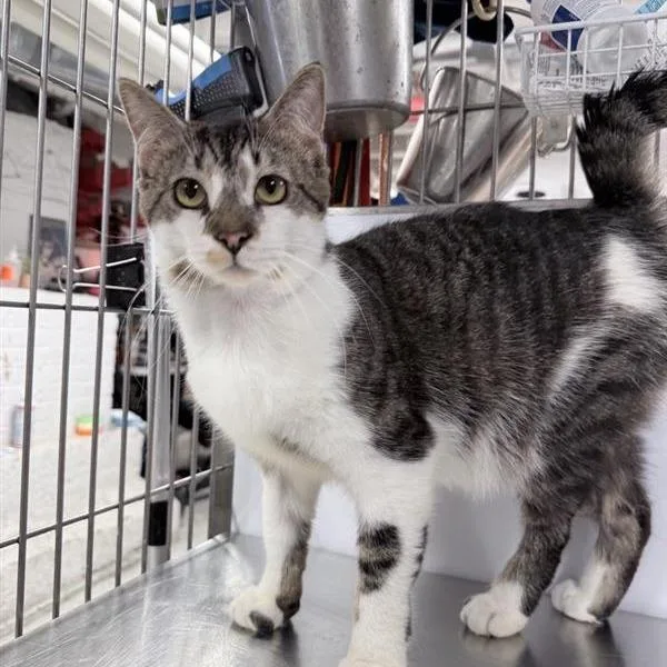 An adult medium-sized male Brown / Chocolate Domestic Short Hair cat named Spencer for adoption in New York, NY