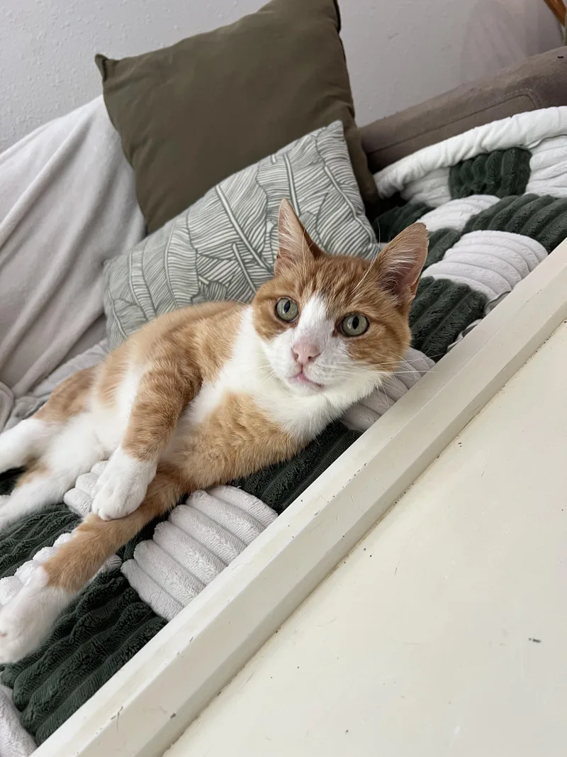 An adult medium-sized male Domestic Short Hair cat named Cheeto for adoption in Davis, CA
