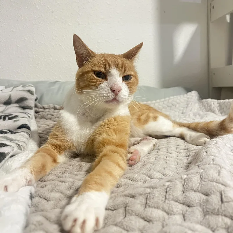 Cheeto thumbnail 2