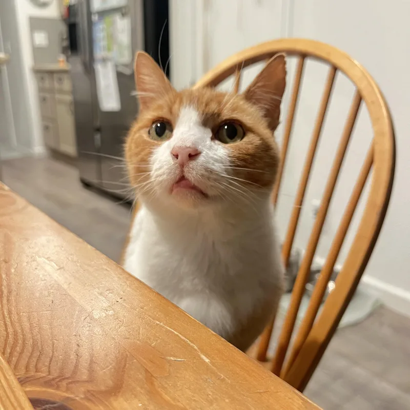 Cheeto thumbnail 5