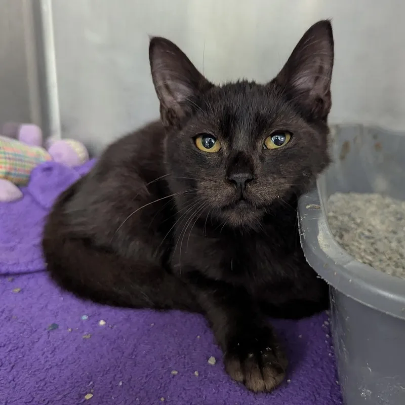 A baby small-sized male Black Domestic Short Hair cat named Ho for adoption in Evansville, IN