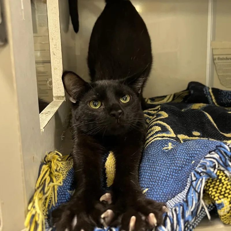 An adult medium-sized male Black Domestic Short Hair cat named Dalton for adoption in Fairport, NY