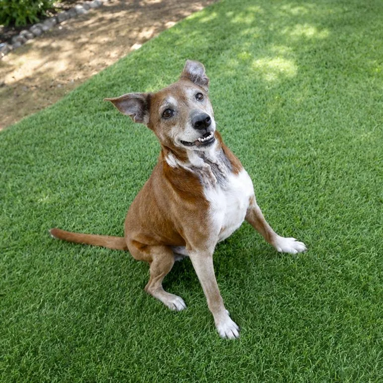 A senior medium-sized female Brown / Chocolate Jack Russell Terrier dog named Lola for adoption in Hopkinton, MA