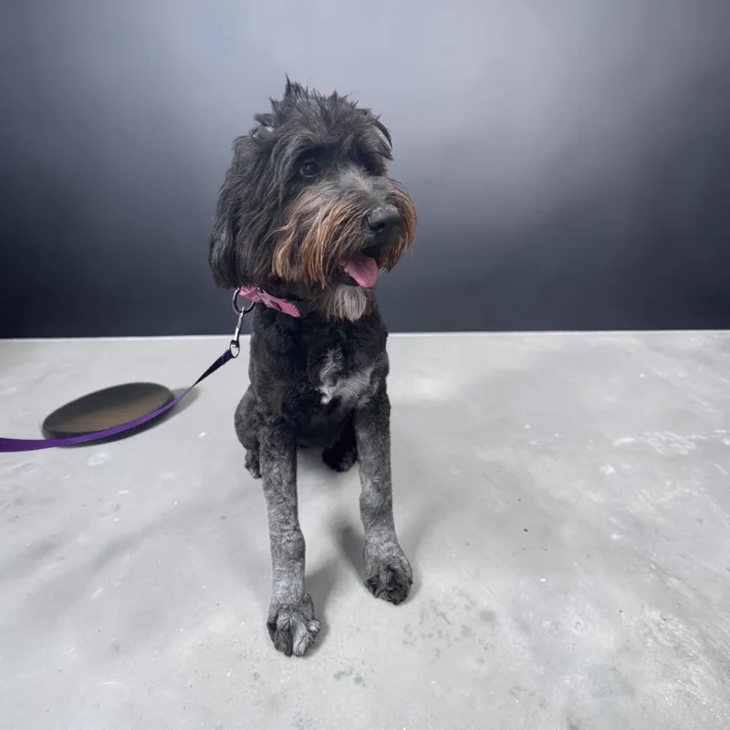 An adult medium-sized female Gray / Blue / Silver Aussiedoodle dog named Luna for adoption in Hollywood, FL