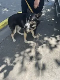 A young large-sized male German Shepherd Dog dog named Gambino for adoption in Stockton, CA
