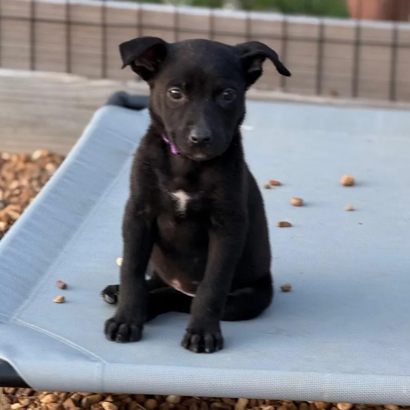 A baby small-sized female Black Mixed Breed dog named Nancy for adoption in Southside, TN