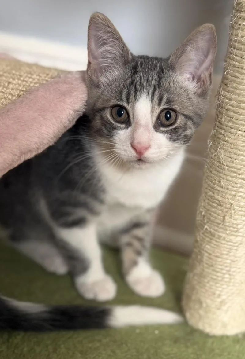 A baby medium-sized male Gray & White Domestic Short Hair cat named Skittles for adoption in Allentown, NJ