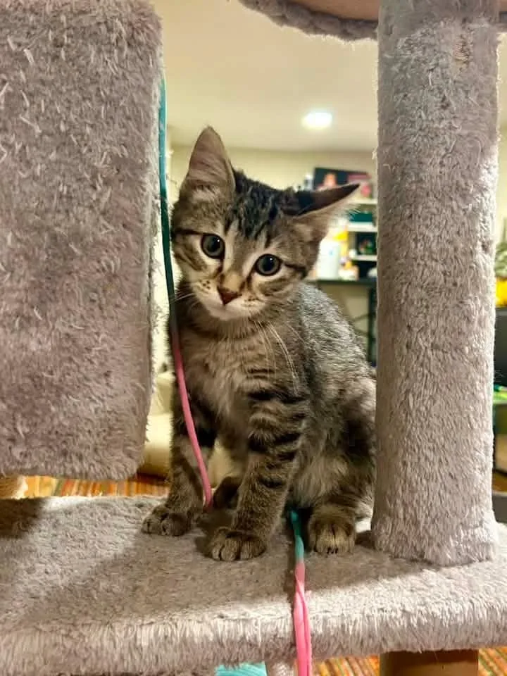 A baby small-sized female Domestic Short Hair cat named Twiggy for adoption in Boone, IA