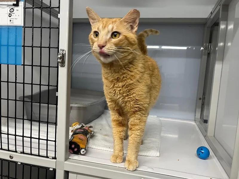 A young medium-sized male Domestic Short Hair cat named Craigory for adoption in Raleigh, NC