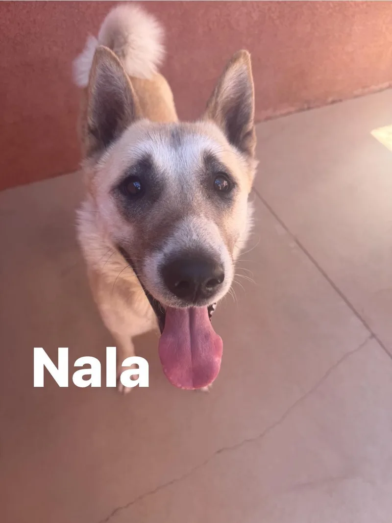 Nala thumbnail 2