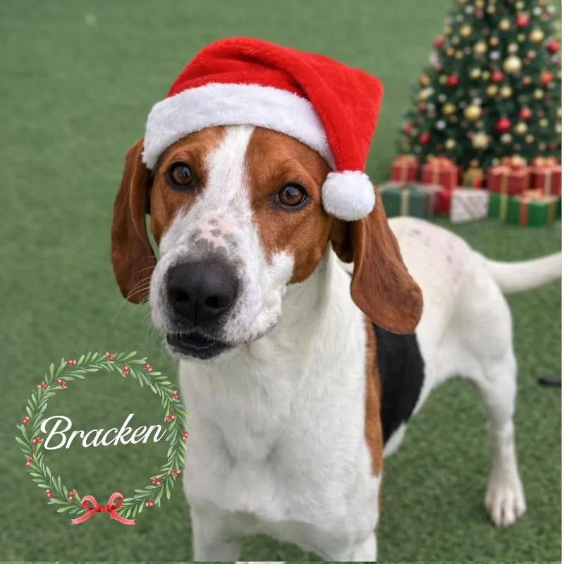 Bracken thumbnail 2