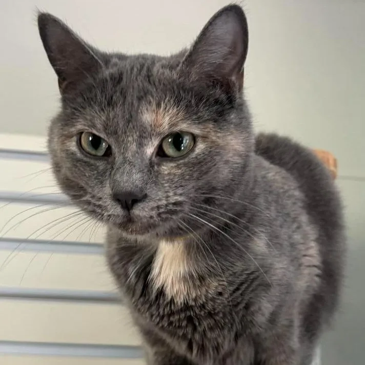 A young medium-sized female Dilute Calico Domestic Short Hair cat named Cookie Crumble Frappuccino for adoption in New Philadelphia, OH