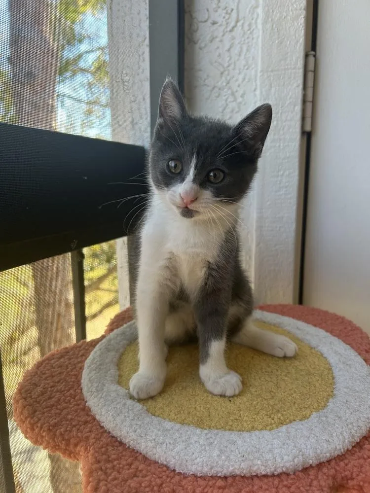 A baby small-sized female Gray & White Domestic Short Hair cat named Piper for adoption in Orlando, FL