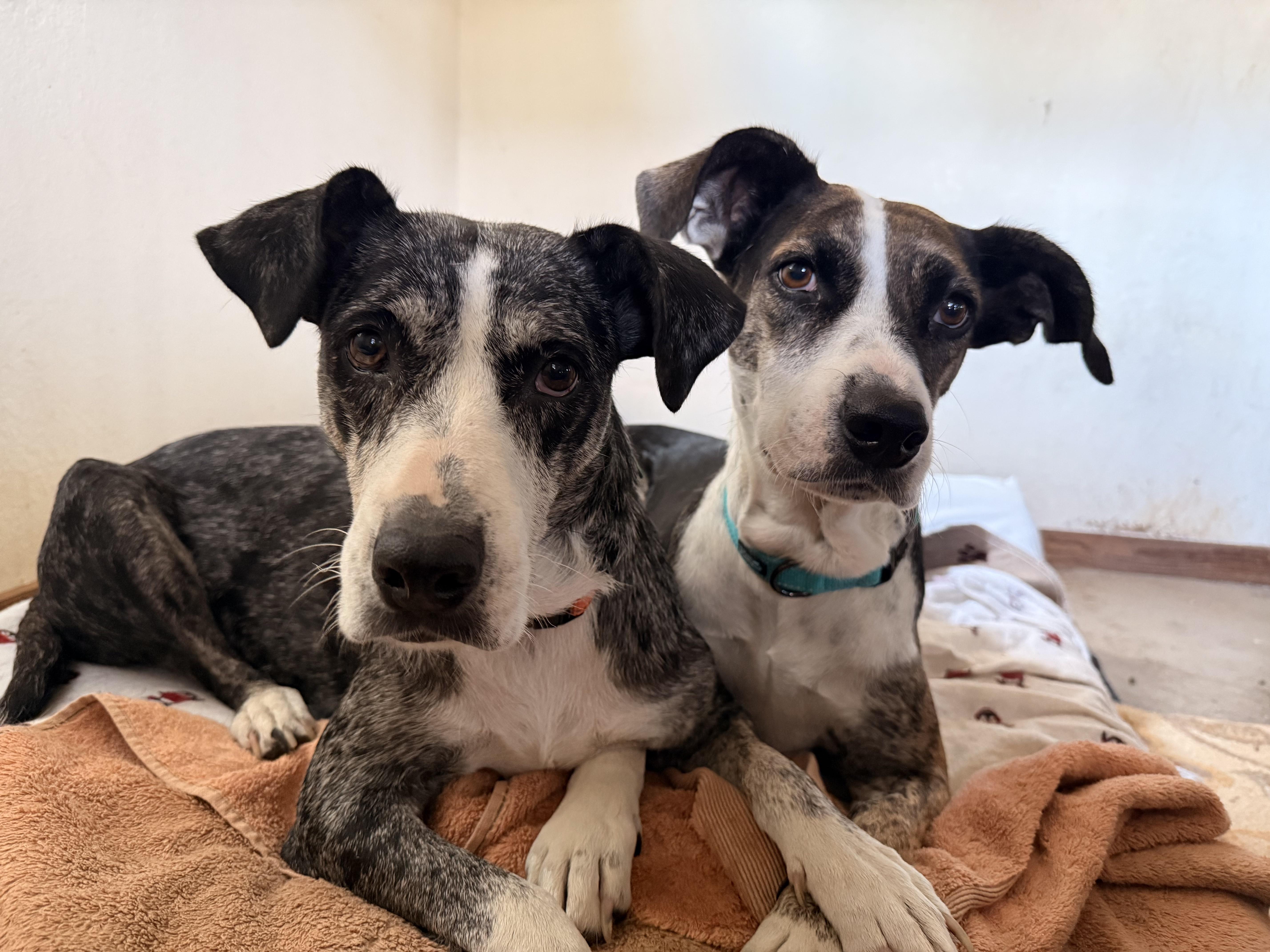 A senior medium-sized female Mixed Breed dog named Maggie for adoption in Petaluma, CA
