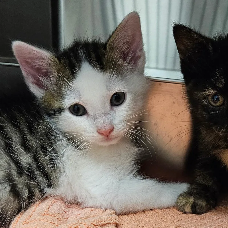 A baby small-sized male White Domestic Short Hair cat named Tucker for adoption in Oneonta, NY