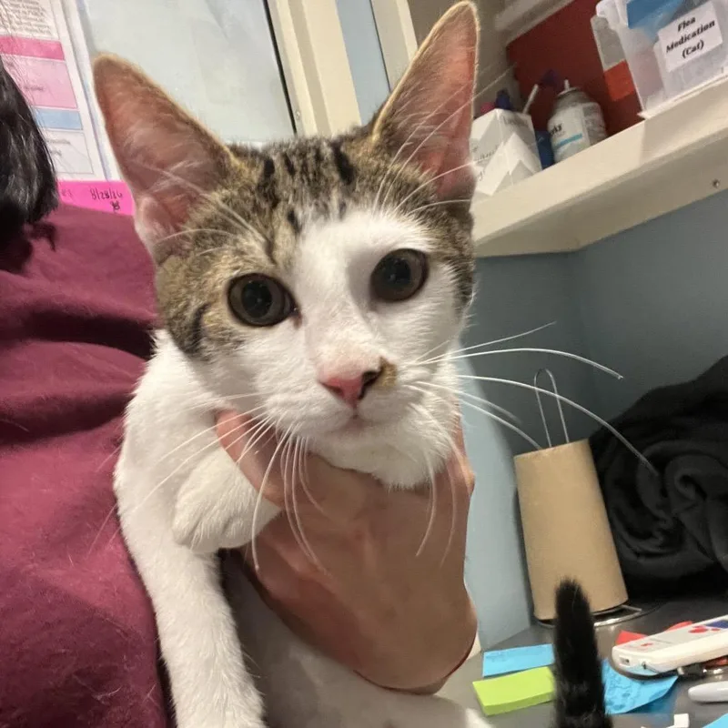 A baby medium-sized female White Domestic Short Hair cat named Koomba for adoption in Chattanooga, TN