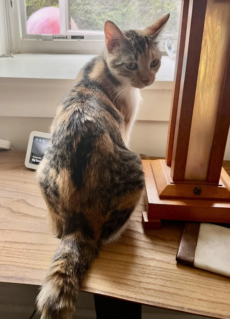 An adult medium-sized female Domestic Short Hair cat named Bella for adoption in Crystal, MN